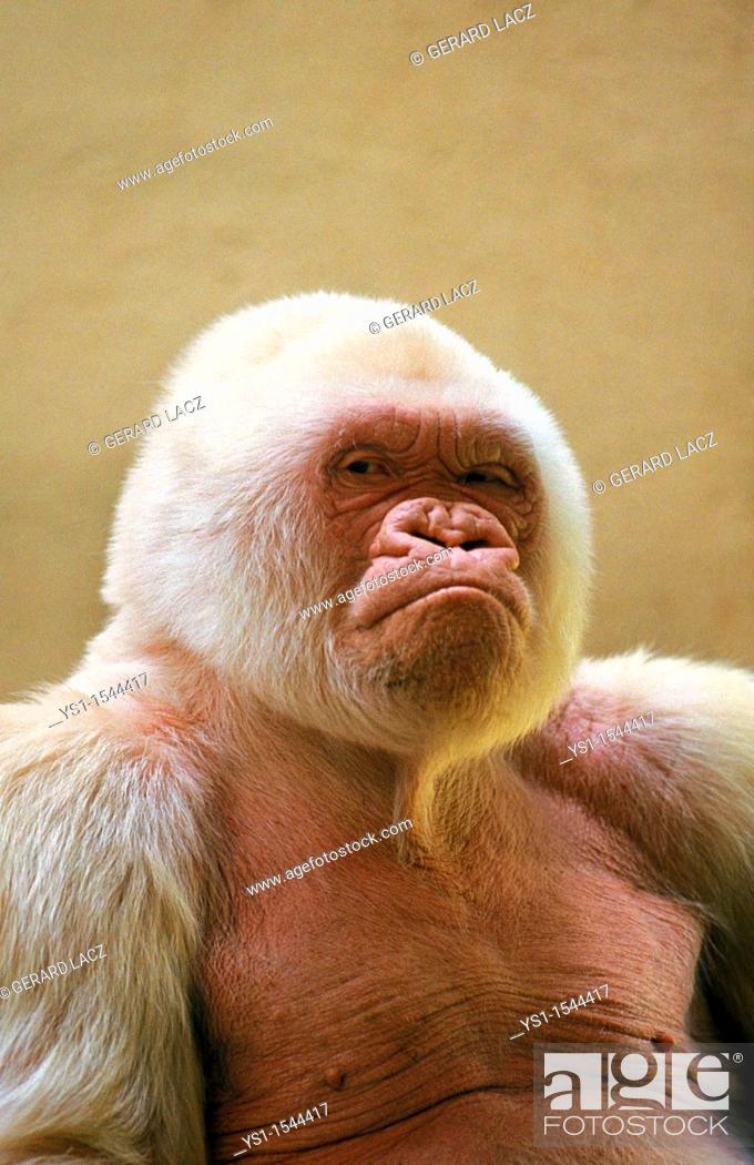 Imagen: White Gorilla, gorilla gorilla, Male called Snowflake or Copito de Nieve, Barcelona Zoo.