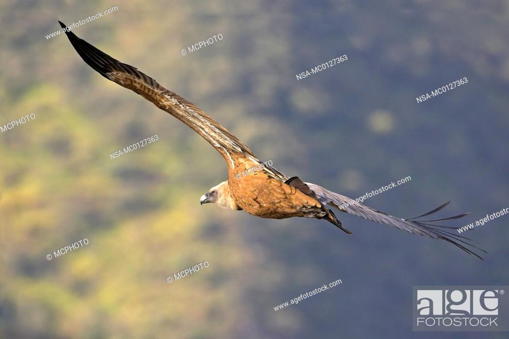 Stock Photo: Eurasian Griffon in flight.