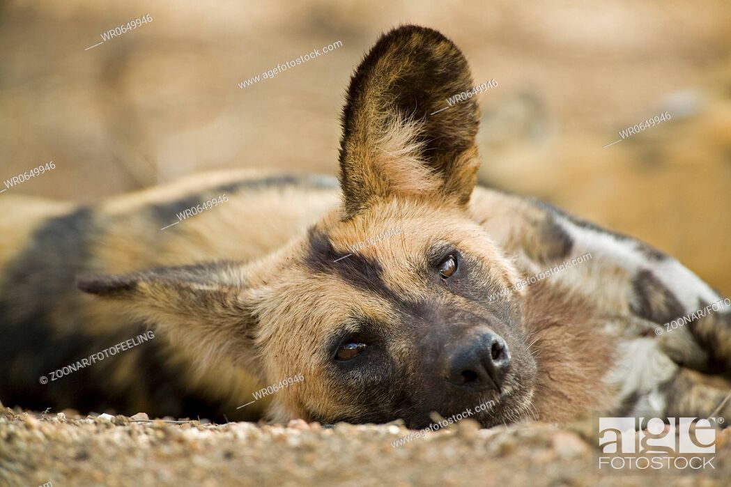 Stock Photo: Afrikanischer Wildhunde Lycaon pictus, Kruger Nationalpark, Suedafrika, Afrika, African wilddogs, South Africa.