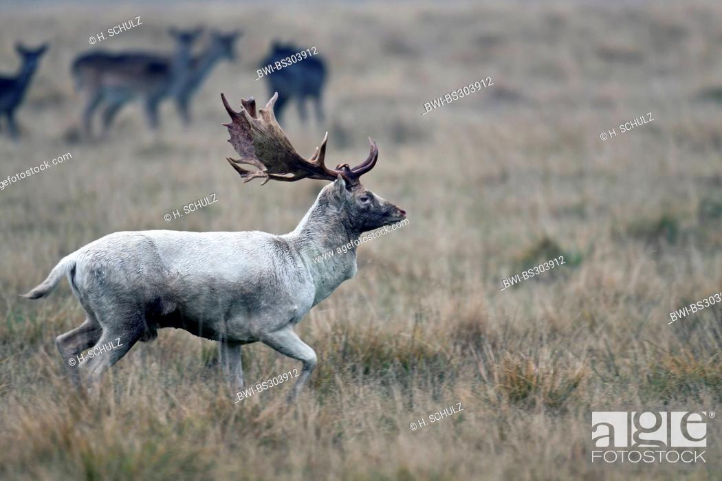 Stock Photo: fallow deer (Dama dama, Cervus dama), white stag, Denmark.