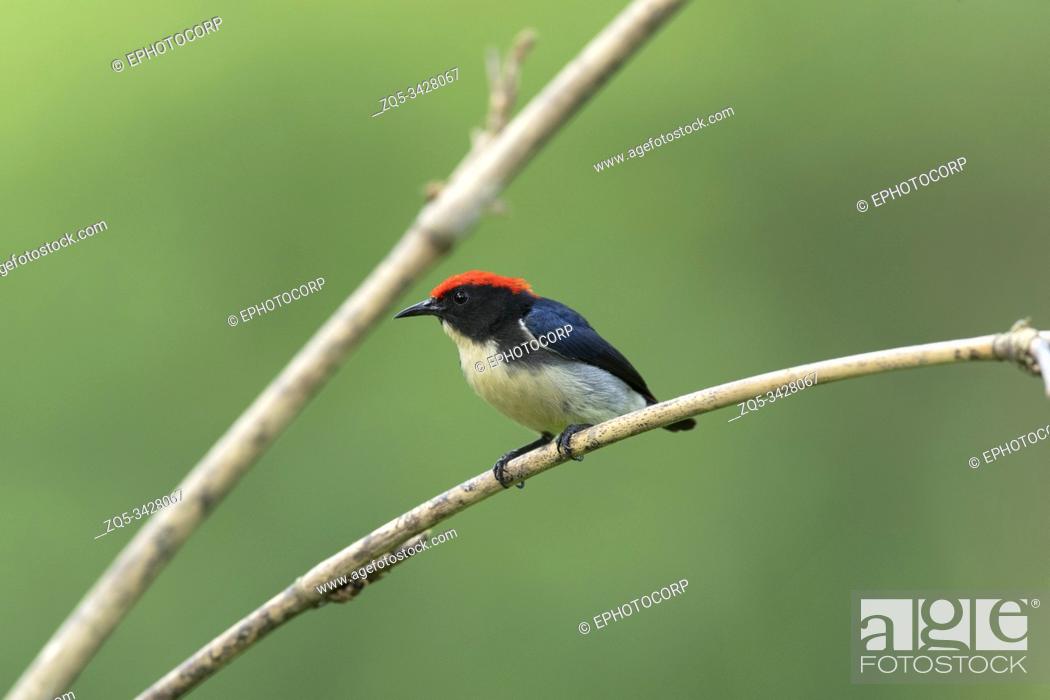 Stock Photo: Scarlet-backed flowerpecker, Dicaeum cruentatum, Maguri, Beel, Assam, India.