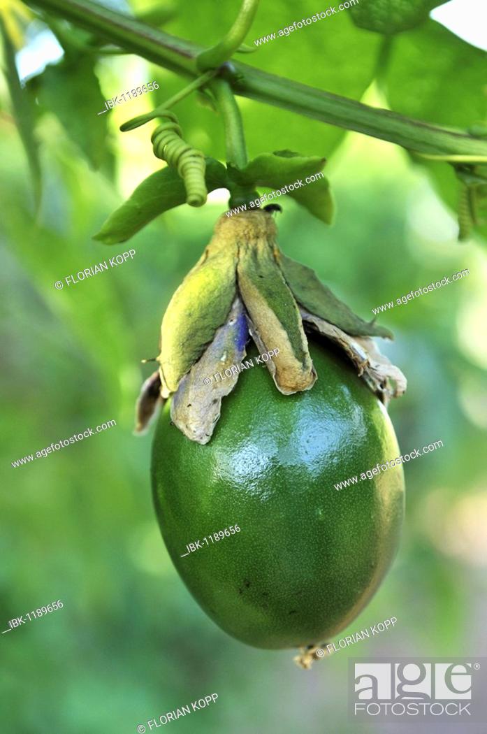 Maracuja-like fruits Beautiful Passiflora alata