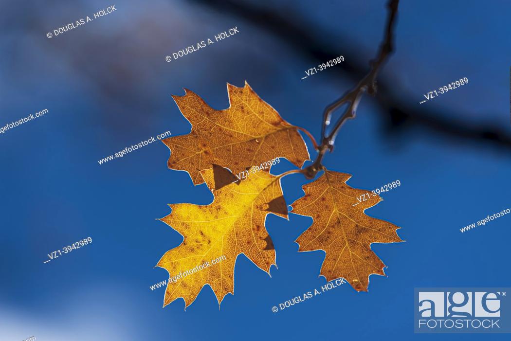 Stock Photo: Oak Trio in Fall. Yosemite NP CA USA World Location.