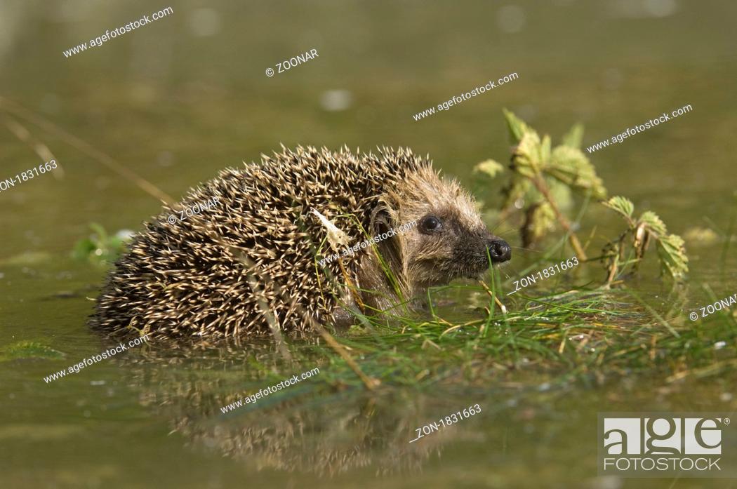 Stock Photo: Floating hedgehog, hedgehog swimming.