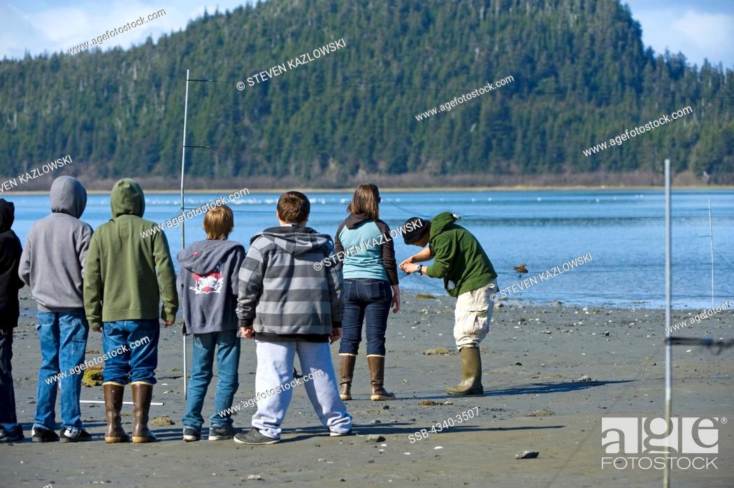 Stock Photo: Students observe researchers conducting an annual migrating shorebird study using Western sandpipers (Calidris mauri) caught in nets during spring migration.