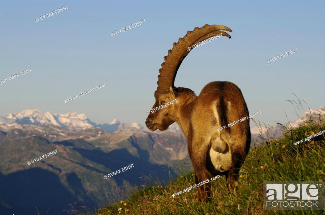 Switzerland, animals, mamal, alps animal, Artiodactyl, Capricorn, beak,  goatish, alps, Stock Photo, Picture And Rights Managed Image. Pic.  H44-10887631 | agefotostock