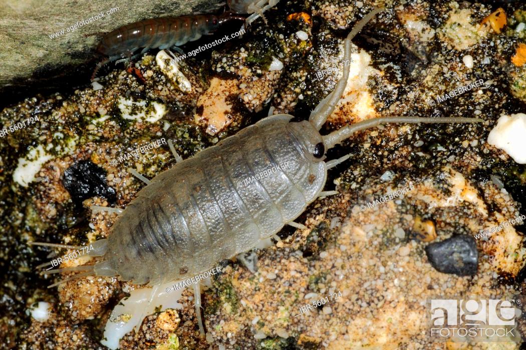 Stock Photo: Sea roach, Cliff isopods (Isopoda), Other animals, Animals, Sea slater (Ligia oceanica) adult, on sea wall, Kimmeridge, Isle of Purbeck, Dorset, England.