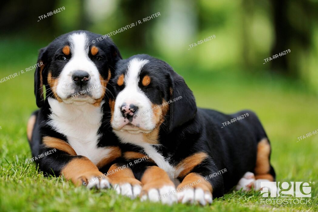 2 Greater Swiss Mountain Dog Puppies In The Countryside Stock Photo Picture And Rights Managed Image Pic Tfa Rr 66219 Agefotostock