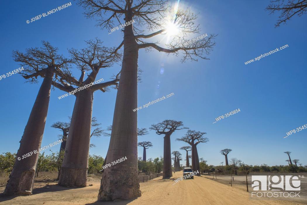 Stock Photo: Africa, Madagascar, Morondava, Grandidier's Baobab (Adansonia grandidieri) Avenue. This tree is endemic to the island.