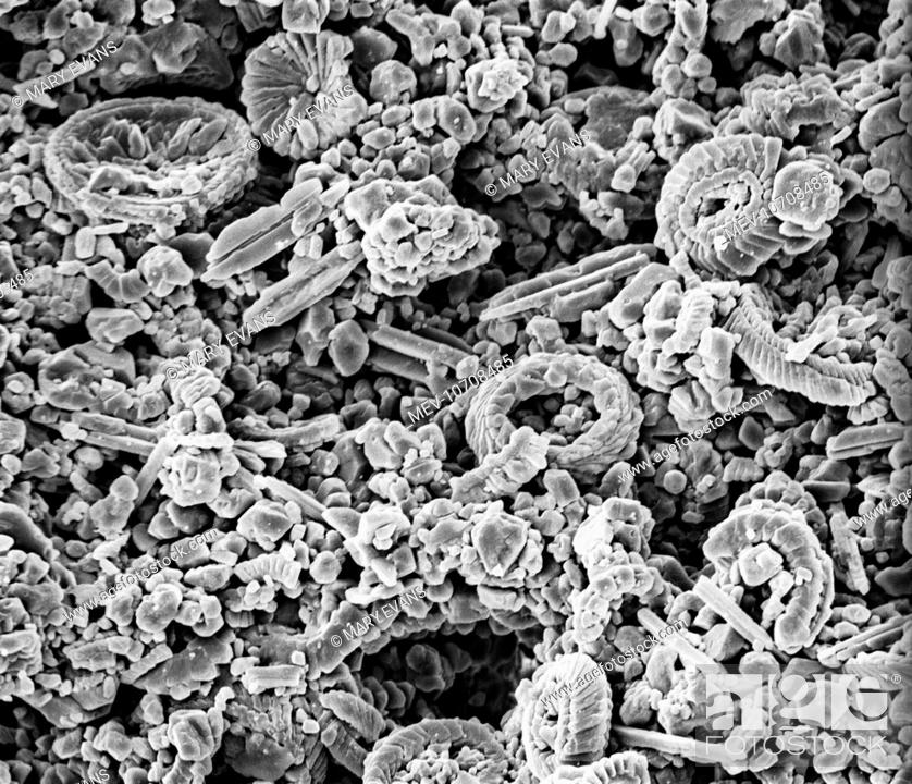 Stock Photo: Scanning electron microscope (SEM) image of a Folkestone chalk surface with Cretaceous coccoliths (x2500 on a standard 9 cm wide print).
