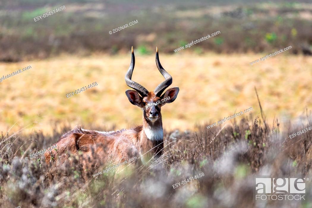 Stock Photo: young male of endemic very rare Mountain nyala, Tragelaphus buxtoni, big antelope in Bale mountain National Park, Ethiopia, Africa wildlife.
