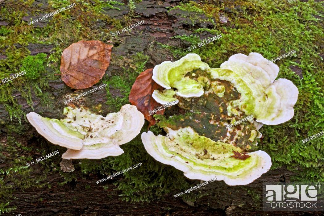 Stock Photo: lumpy bracket (Trametes gibbosa), fruiting bodies on mossy deadwood, Germany.