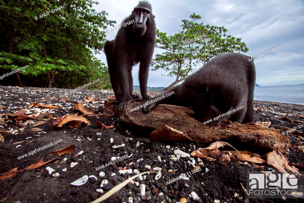 Stock Photo: Black crested or Celebes crested macaques licking drift wood on the beach for the salt - wide angle perspective (Macaca nigra).