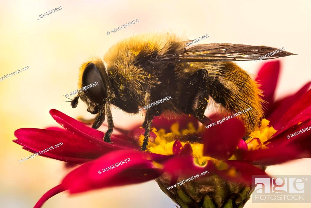 Stock Photo: Narcissus Bulb Fly (Merodon equestris) on a flower, England, UK.