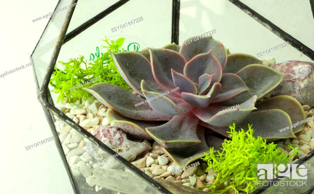 Stock Photo: Green succulent in a glass pot in scandinavian style.