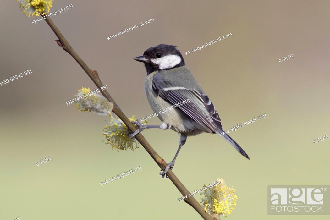 Stock Photo: Great Tit (Parus major) immature, first year plumage, perched on Goat Willow (Salix caprea) twig with catkins, West Yorkshire, England, April.