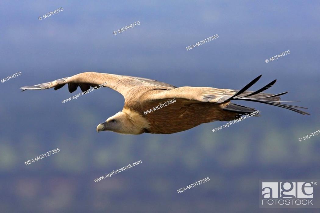 Stock Photo: Griffon Vulture.