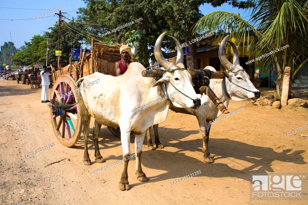 Two oxen pulling an old wooden cart in the street, Tamil Nadu, India, Stock  Photo, Picture And Rights Managed Image. Pic. LAT-LAT0121293 | agefotostock