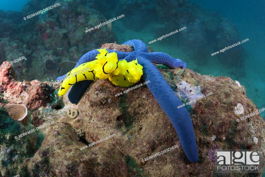 Stock Photo: Yellow Nudibranch on Blue Starfish, Notodoris minor, Florida Islands, Solomon Islands.