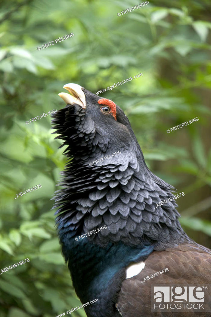 Performs courtship display Auer cock, Tetrao urogallus, Side portrait,  Germany, Stock Photo, Picture And Rights Managed Image. Pic. MB-03818678 |  agefotostock