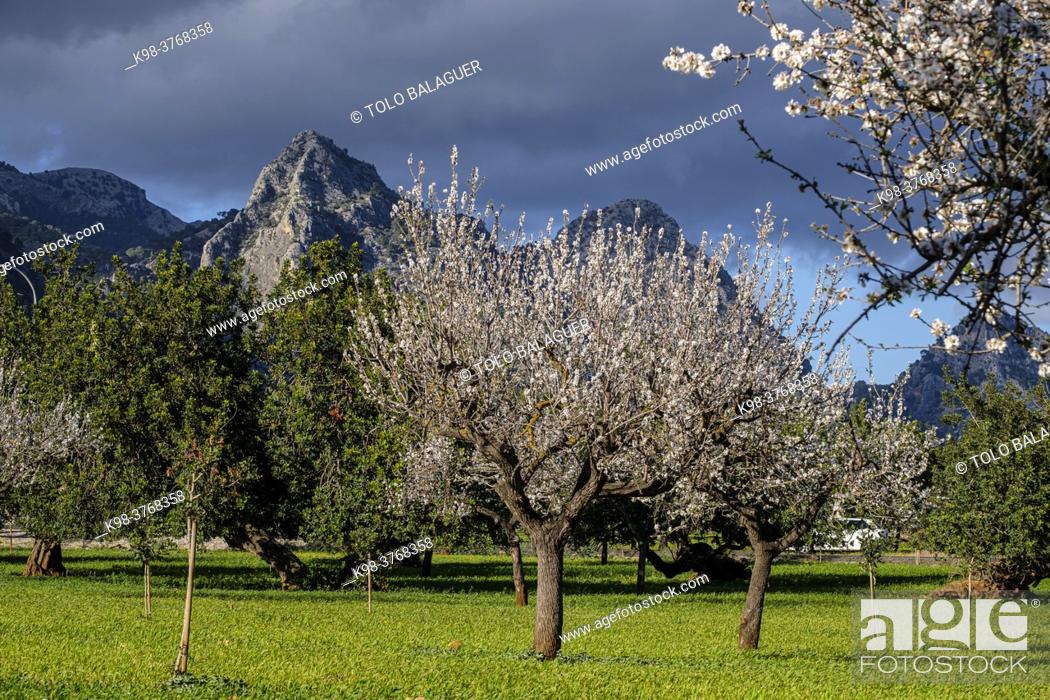 Stock Photo: Sa Gubia peak and flowering almond tree, Bunyola, Mallorca, Balearic Islands, Spain.