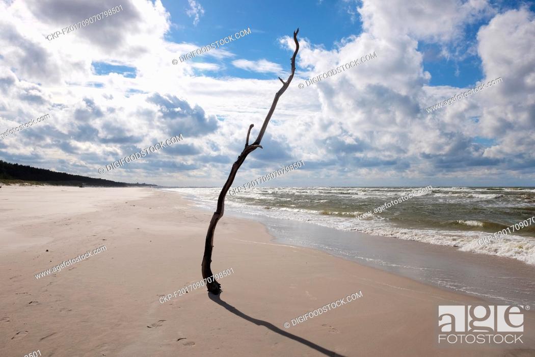 Stock Photo: driftwood stuck in the sand on the beach.