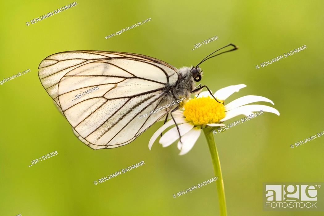 Stock Photo: Black-veined White butterfly (Aporia crataegi).