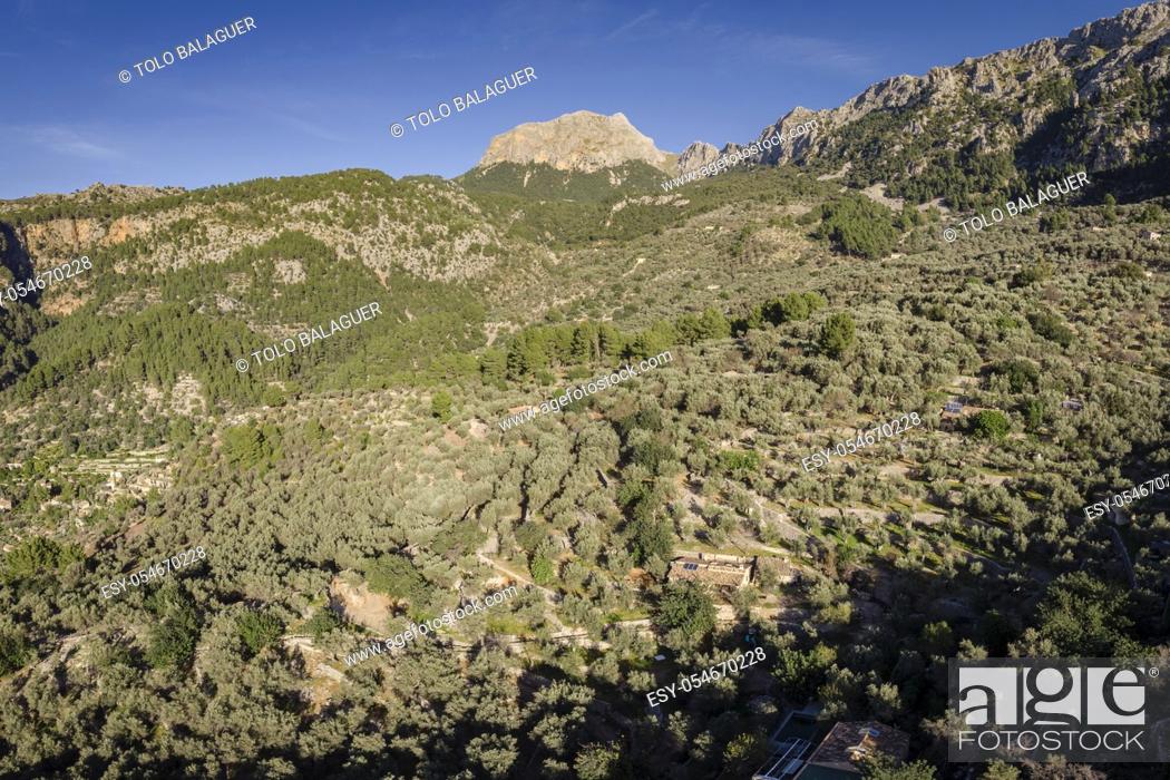 Stock Photo: olive grove, Fornalutx, Serra de Tramuntana, Mallorca, Balearic Islands, Spain.