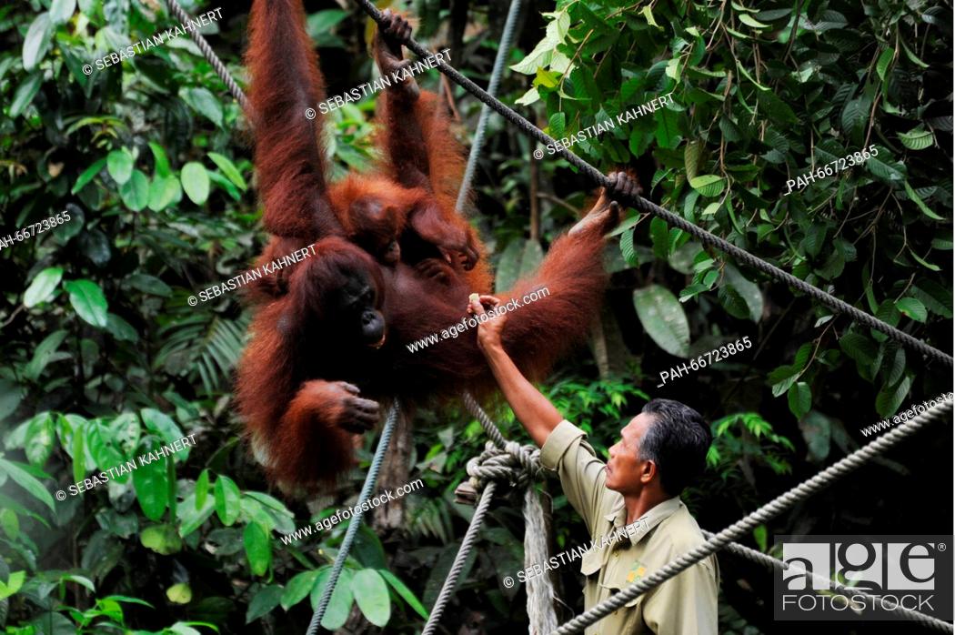 Stock Photo: A ranger is feeding a female orang utan with their offspring at the Semenggok Nature Reserve of Sarawak near Kuching, Malaysia, on 22 October 2014.