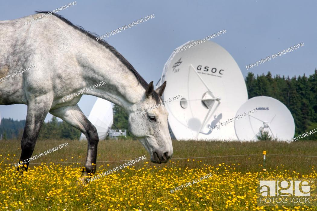 Stock Photo: 03 June 2021, Bavaria, Weilheim: A horse grazes in a pasture in front of the large satellite dishes of the German Aerospace Center (DLR).
