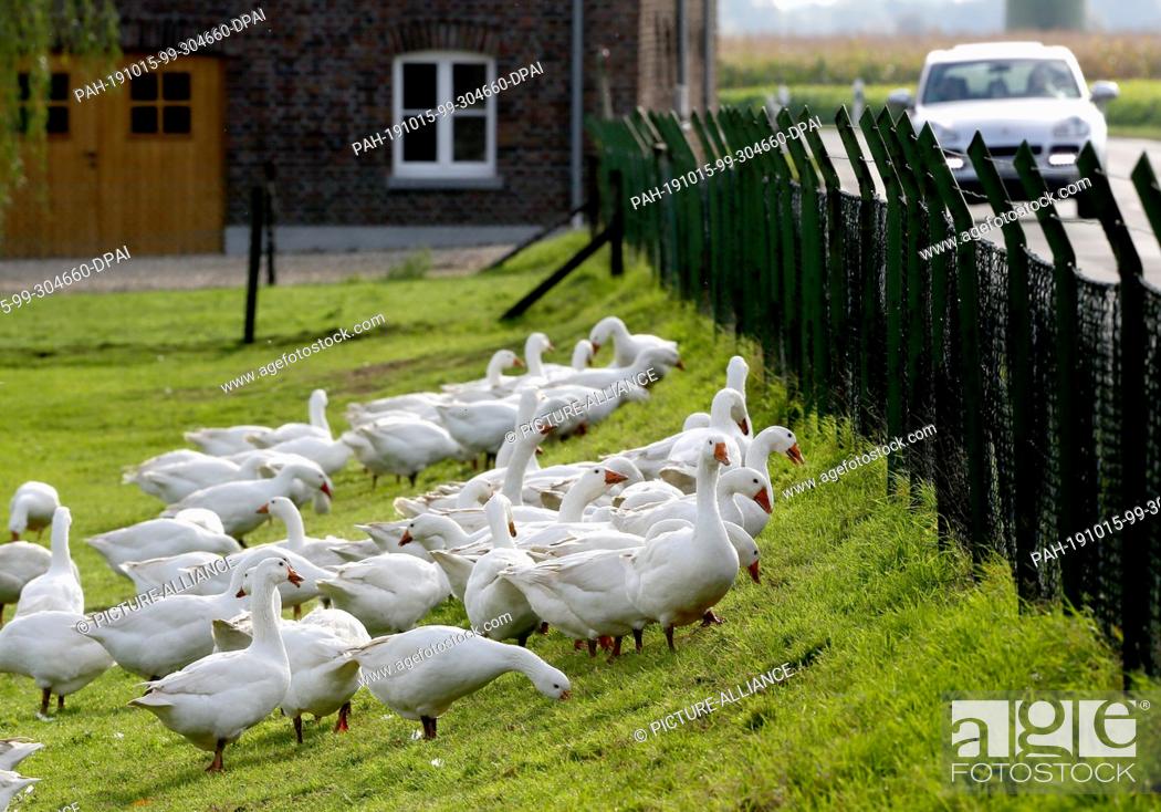 Stock Photo: 15 October 2019, North Rhine-Westphalia, Geldern: The free-range geese of farmer Georg Aengenheister graze on the fence. Thanks to a sprinkler system for the.