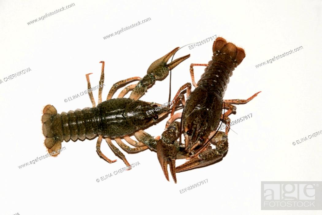 Stock Photo: alive crayfish isolated on white background, live crayfish closeup, fresh crayfish. Beer snacks, river crayfish.
