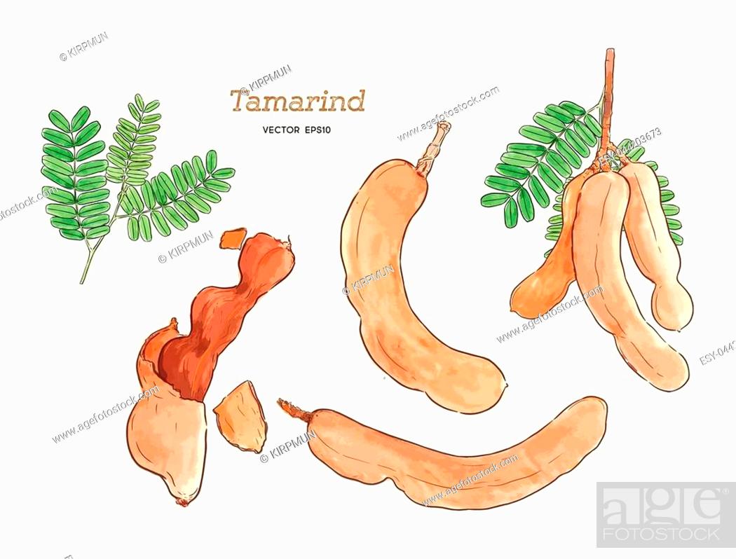 Tamarind tree stock image | Look and Learn