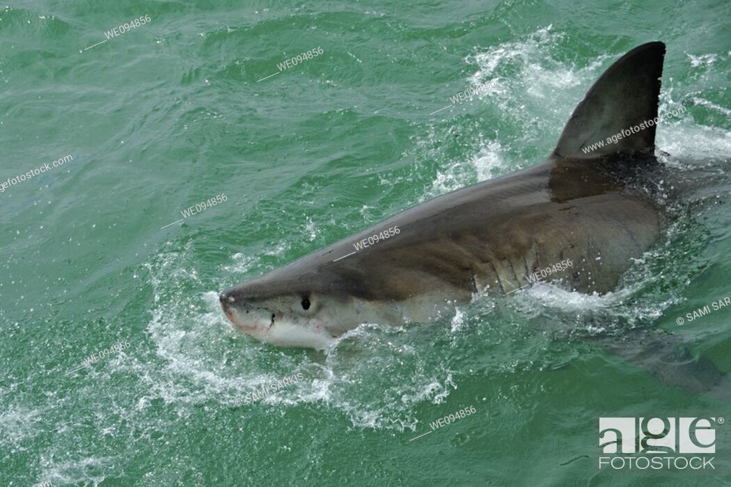 Imagen: Great white shark (carcharodon carcharias) breaking the surface to bite bait, Gansbaii, Dyer Island, South Africa.