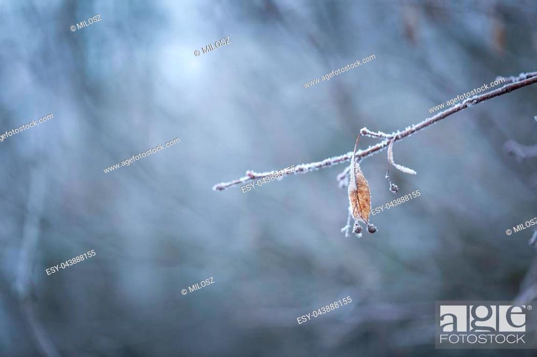Stock Photo: Linden tree twig with rime. Soothing colors and tones abstract photo of winter tree branch.