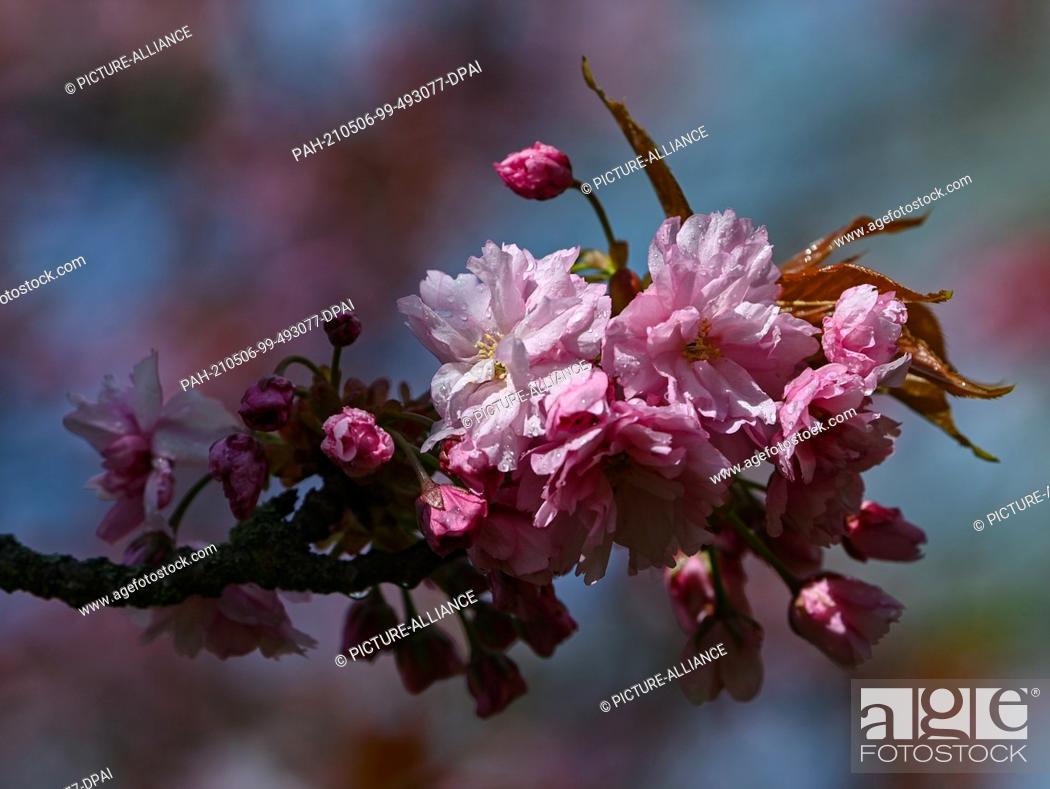 Stock Photo: 06 May 2021, Brandenburg, Teltow: After a short rain shower, water drops can be seen on the blossoms of the Japanese TV Asahi cherry blossom avenue on the.