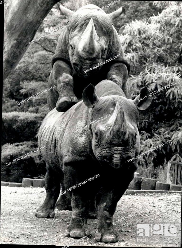 Stock Photo: Jul. 20, 1978 - 'Give Me A Hand..': ask a rhinoceros his companion in the Zurich Zoo. 'I'd like to look beyond the wall'.