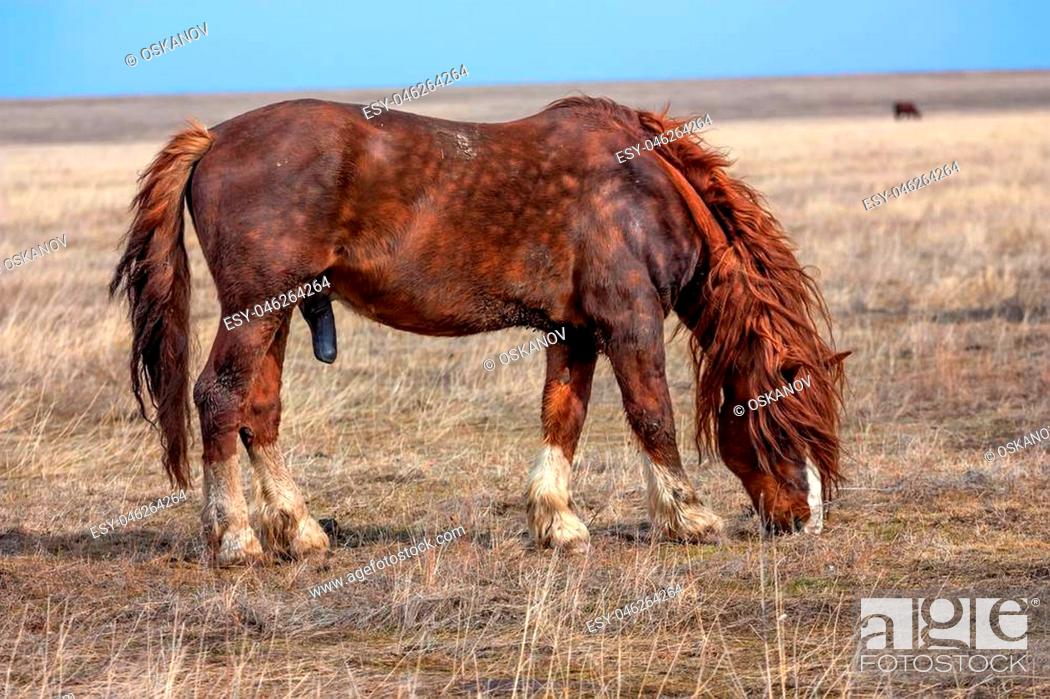 Horse Stallion Penis