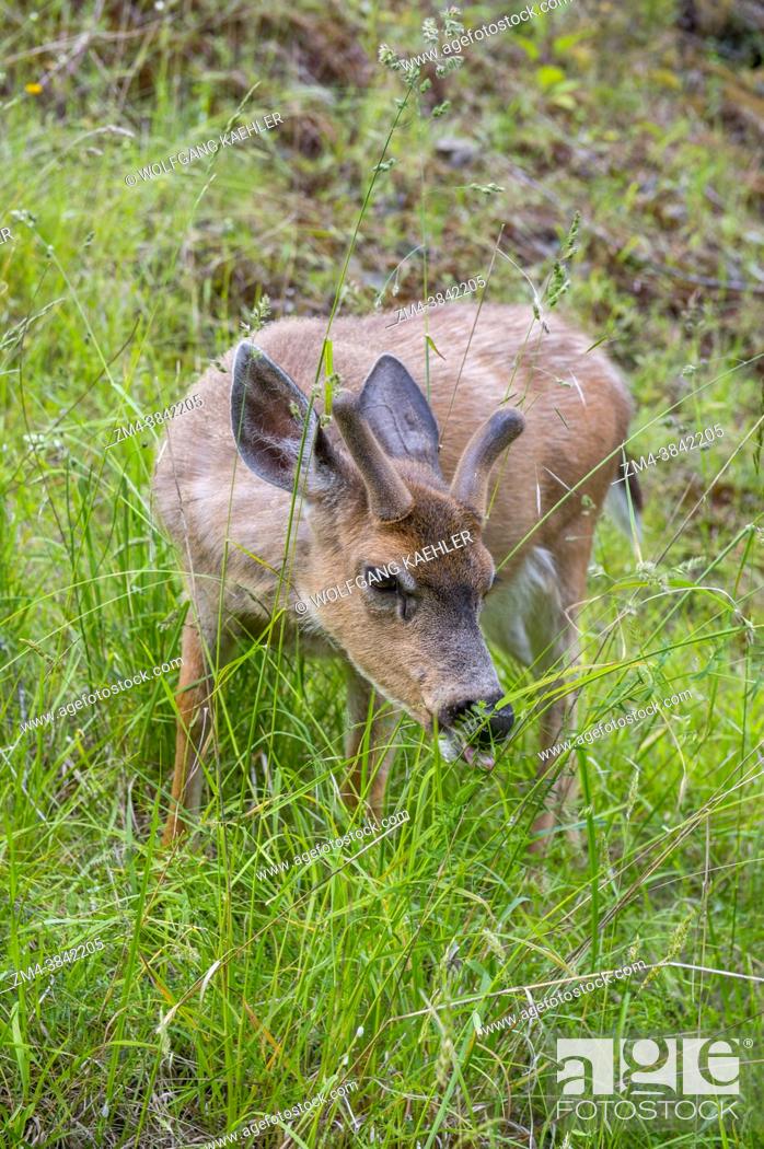 Stock Photo: A male (stag) black-tailed deer in Moran State Park on Orcas Island, San Juan Islands in Washington State, United States.