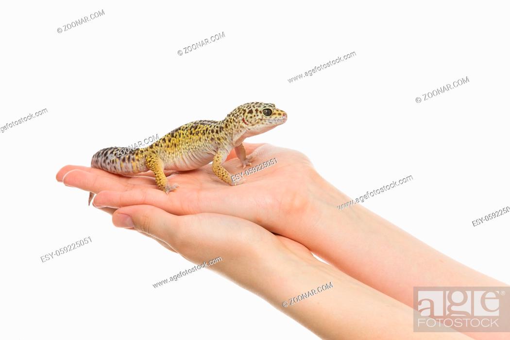 Stock Photo: Small gicon lizard pet sitting on hands. Isolated over white background. Copy space.