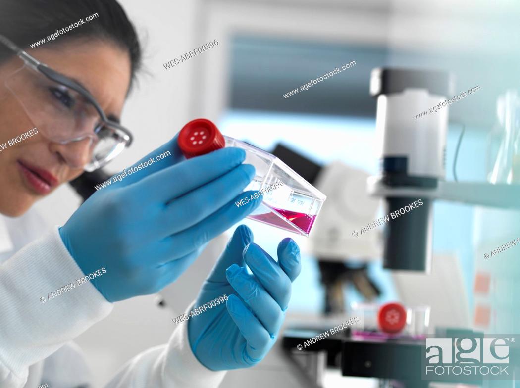 Stock Photo: Human cell research, Female cell biologist examining a flask containing stem cells, cultivated in red growth medium in the laboratory.