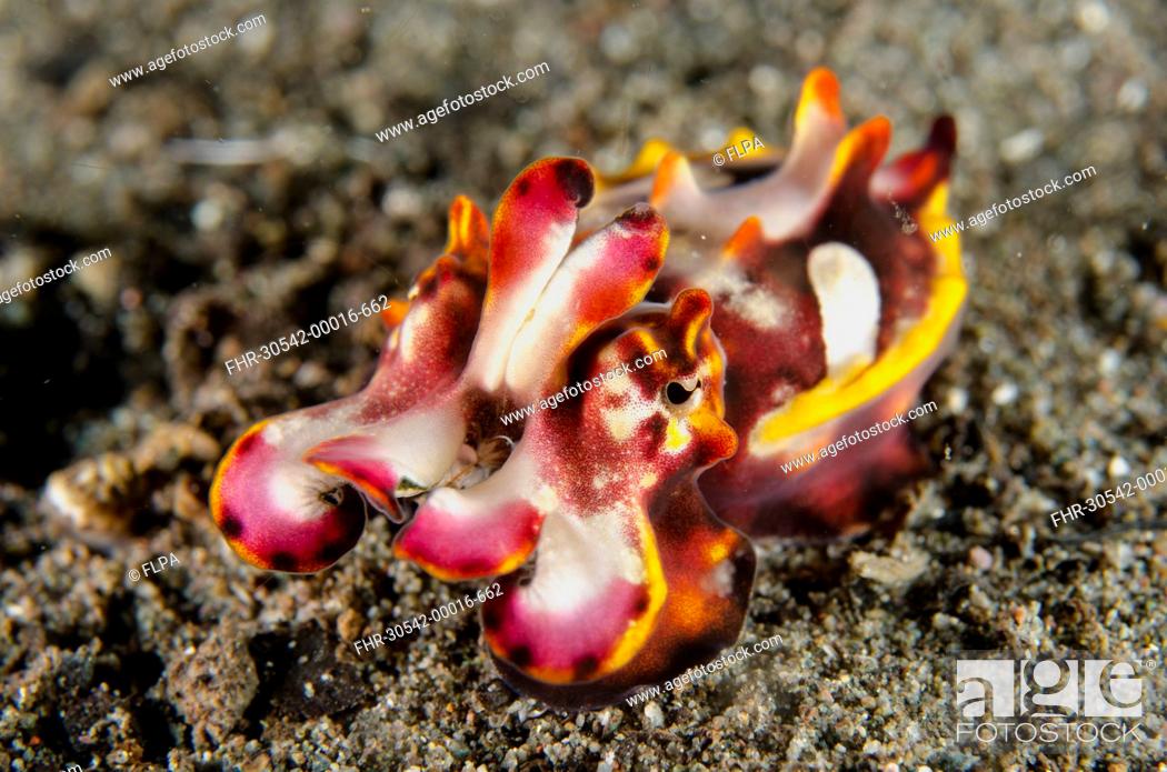 Stock Photo: Pfeffer's Flamboyant Cuttlefish (Metasepia pfefferi) adult, in defensive posture, Horseshoe Bay, Nusa Kode, Rinca Island, Komodo N.P.