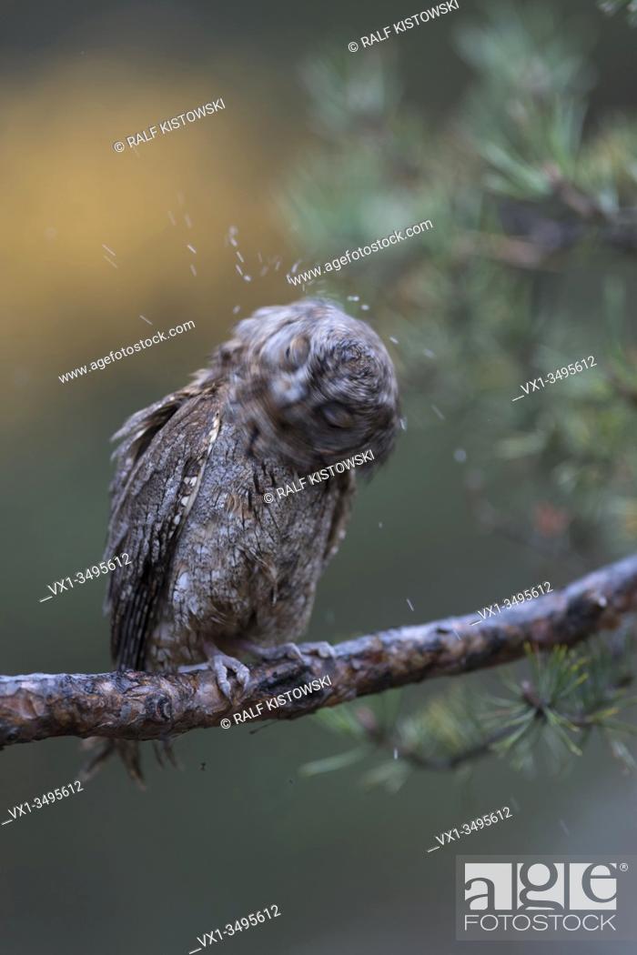 Stock Photo: Eurasian Scops Owl / Zwergohreule ( Otus scops ), perched on a branch of a pine tree, shaking water out of its plumage, shaking its head, funny little bird.
