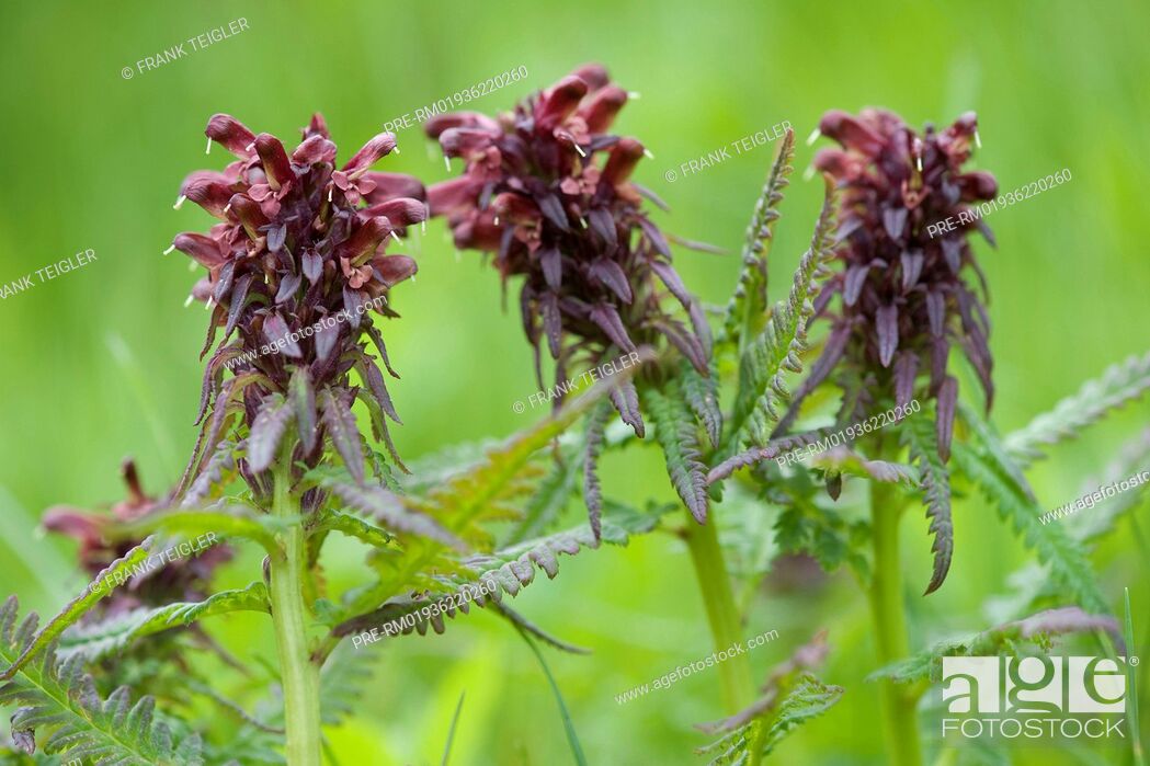 Stock Photo: Lousewort, Pedicularis recutita / Läusekraut, Pedicularis recutita.