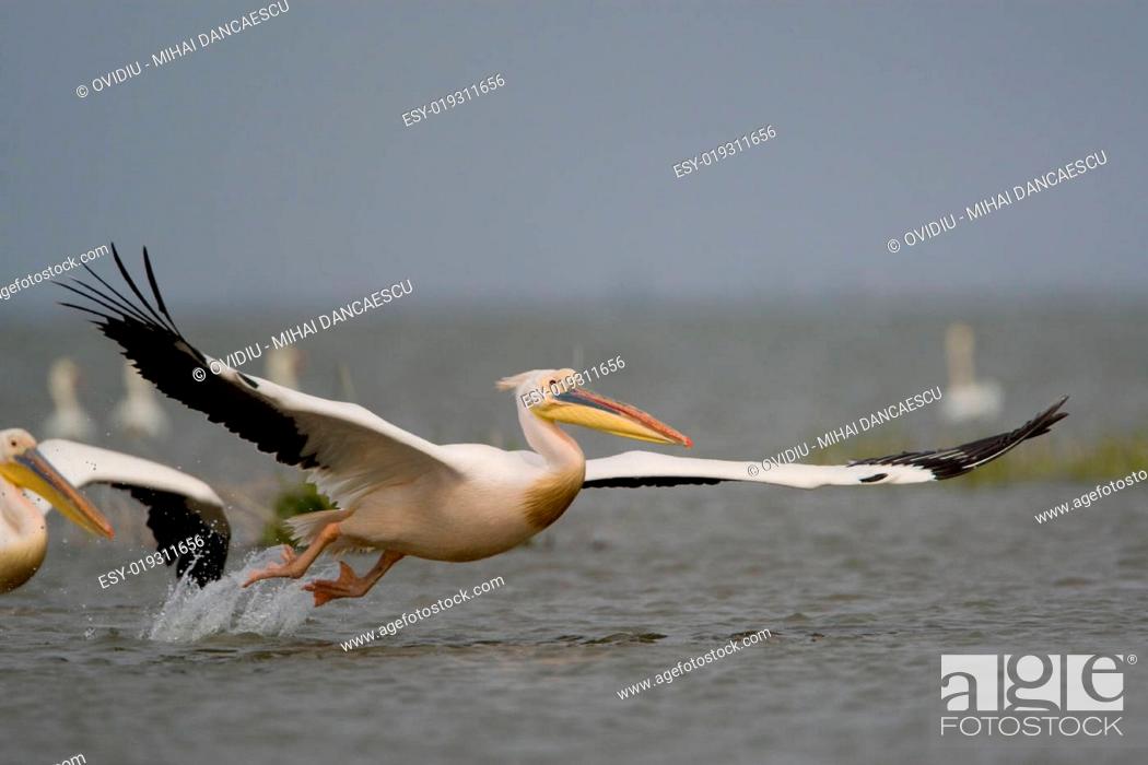 Stock Photo: Pelicans In The Danube Delta Reserve.
