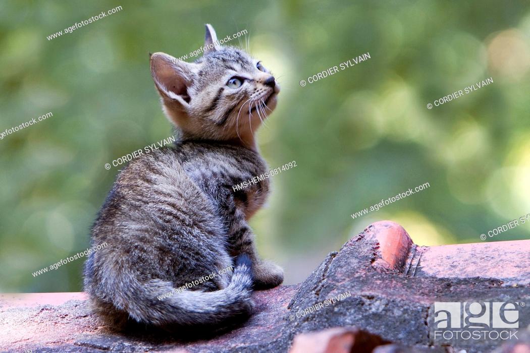 India, Madhya Pradesh state, Tala village, Domestic cat, Stock Photo,  Picture And Rights Managed Image. Pic. HMS-HEMIS-0814092 | agefotostock