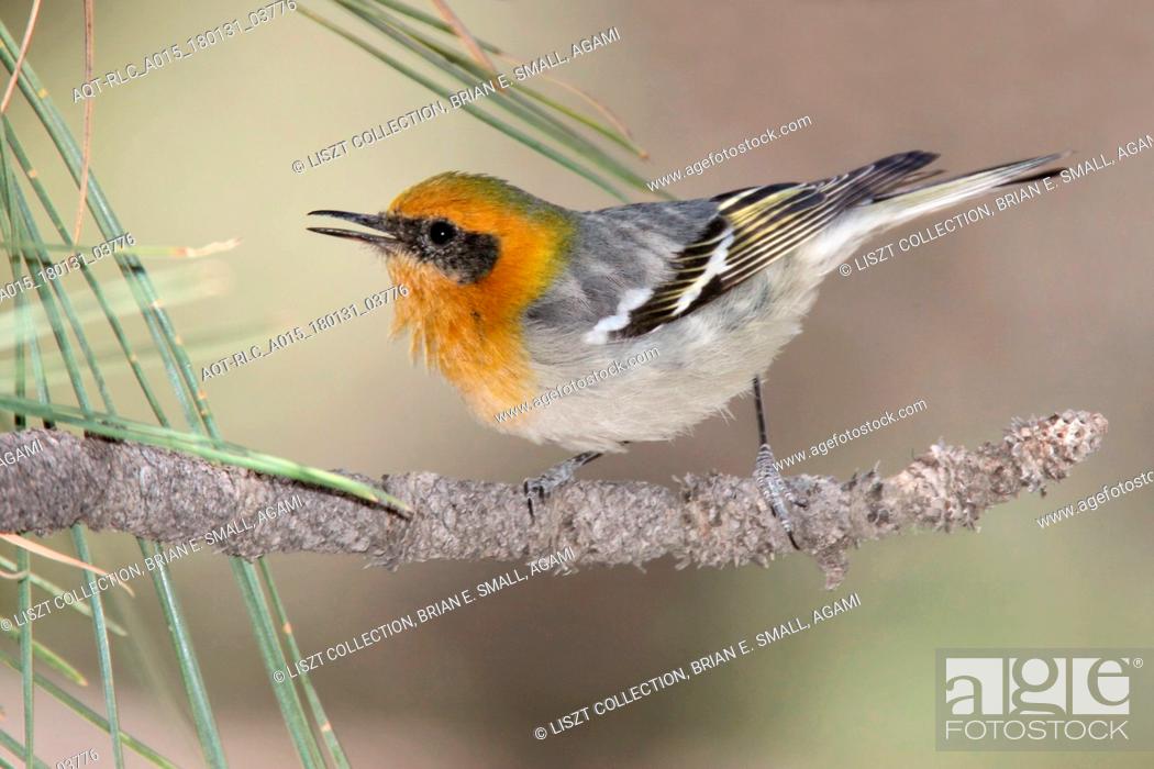 Stock Photo: Olive Warbler, Peucedramus taeniatus.