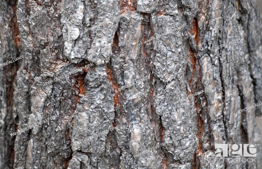 Stock Photo: 27 August 2018, Treuenbrietzen, Germany: Burned bark on a tree in a wood near Treuenbrietzen. About 350 firefighters are still on duty to fight forest fires.
