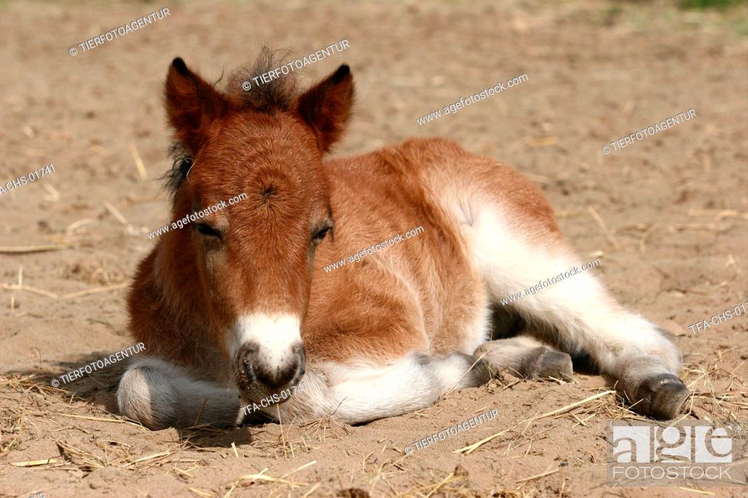 Stock Photo: Mini-Shetlandpony foal.