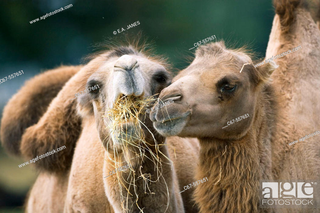 Bactrian camel (Camelus bactrianus), Whipsnade Wild Animal Park, Stock  Photo, Picture And Rights Managed Image. Pic. C67-557651 | agefotostock